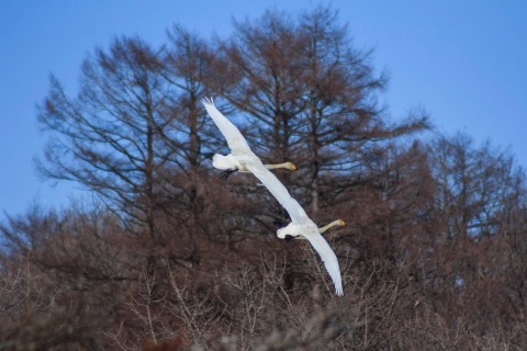 swane-flying