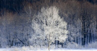hokkaido006