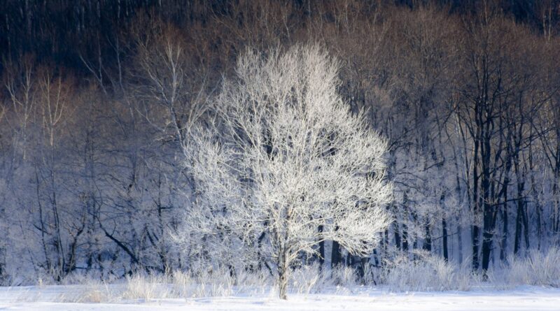 hokkaido006