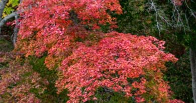Fall-leaves001