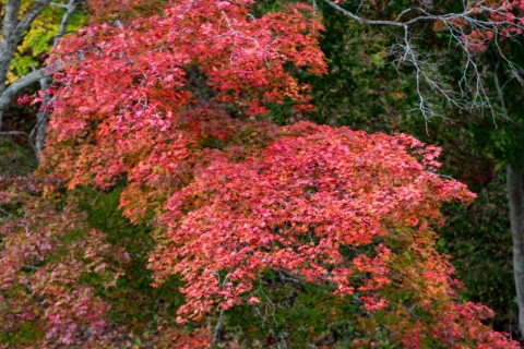 Fall-leaves001