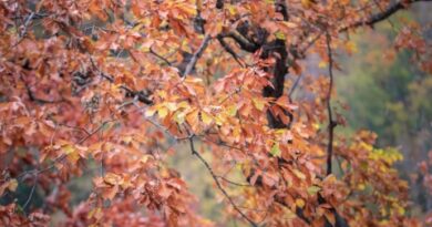 fall-leaves002