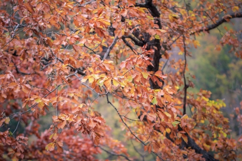 fall-leaves002