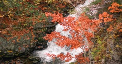 fall-leaves003
