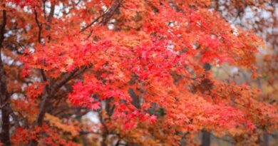 fall-leaves004