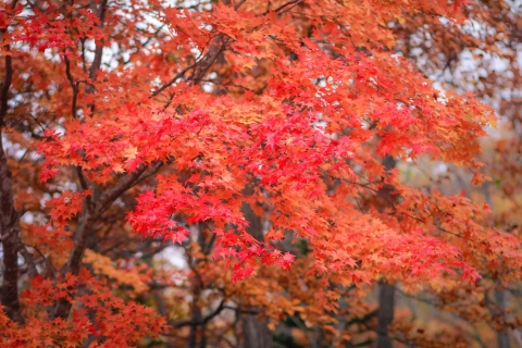 fall-leaves004