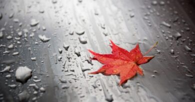 fall-leaves005