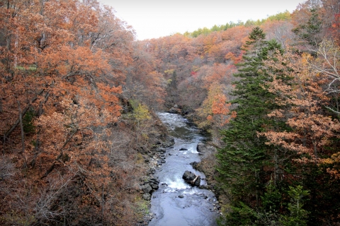 fall-leaves06
