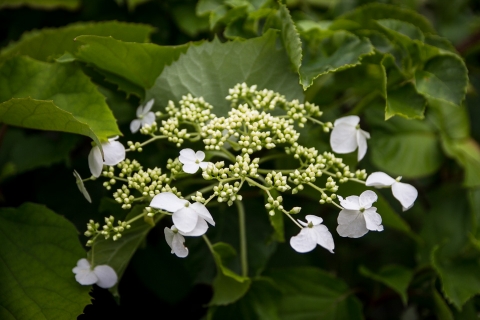 rishiri-hana