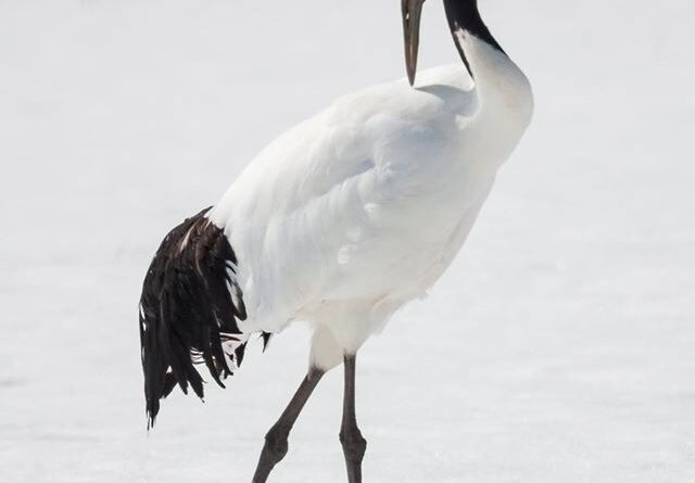 tsuru001