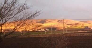 golden field toyokoro s